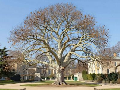 AI-generated illustration of Jardin Botanique des Planes