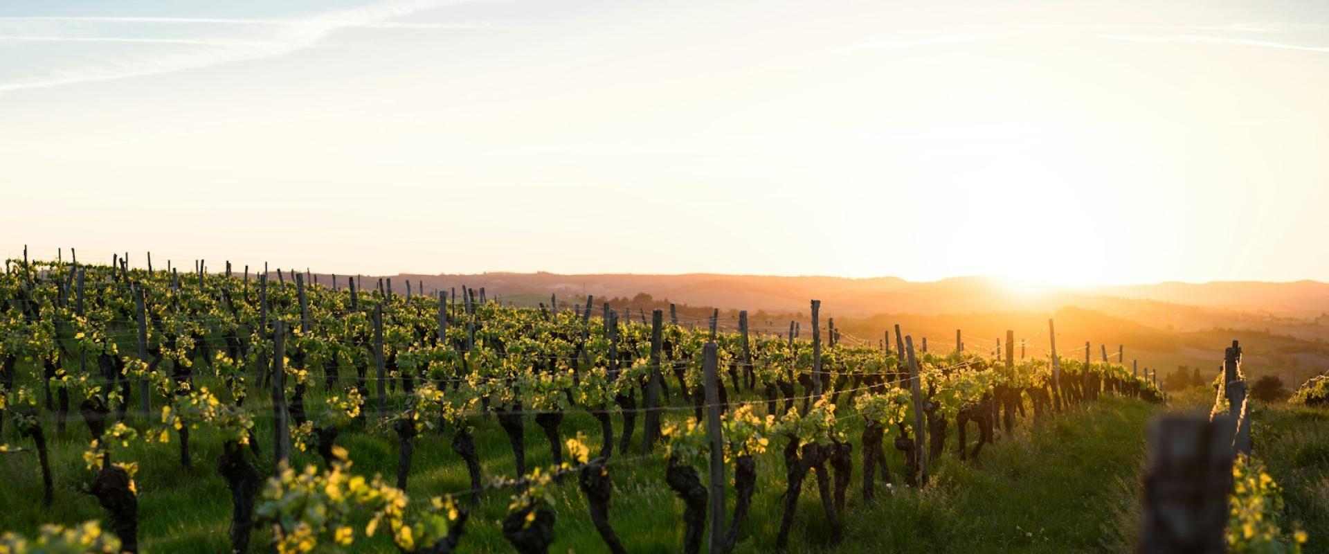 Beaune’s Wine Auction