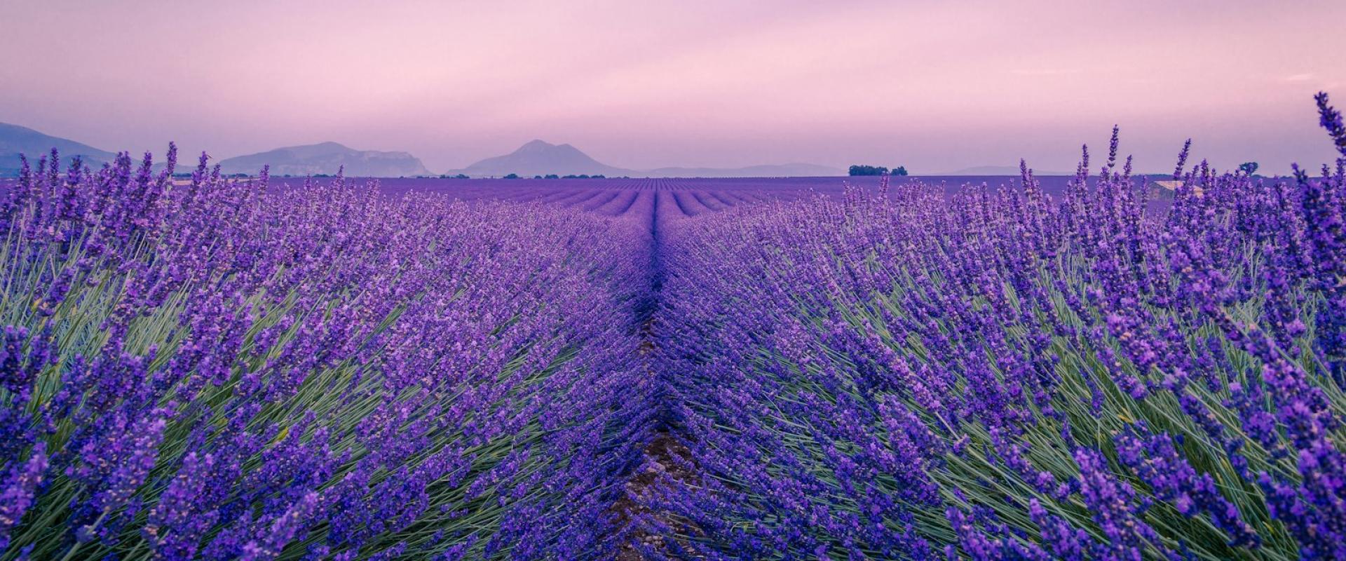 Provence Lavender and Villages