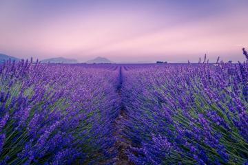 1. A field of lavender rows under a purple-hued twilight sky with distant hills and no visible signage or human structures.