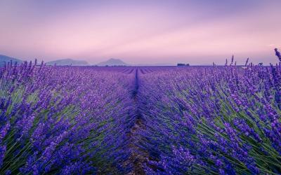 A field of lavender rows under a purple-hued twilight sky with distant hills and no visible signage or human structures.