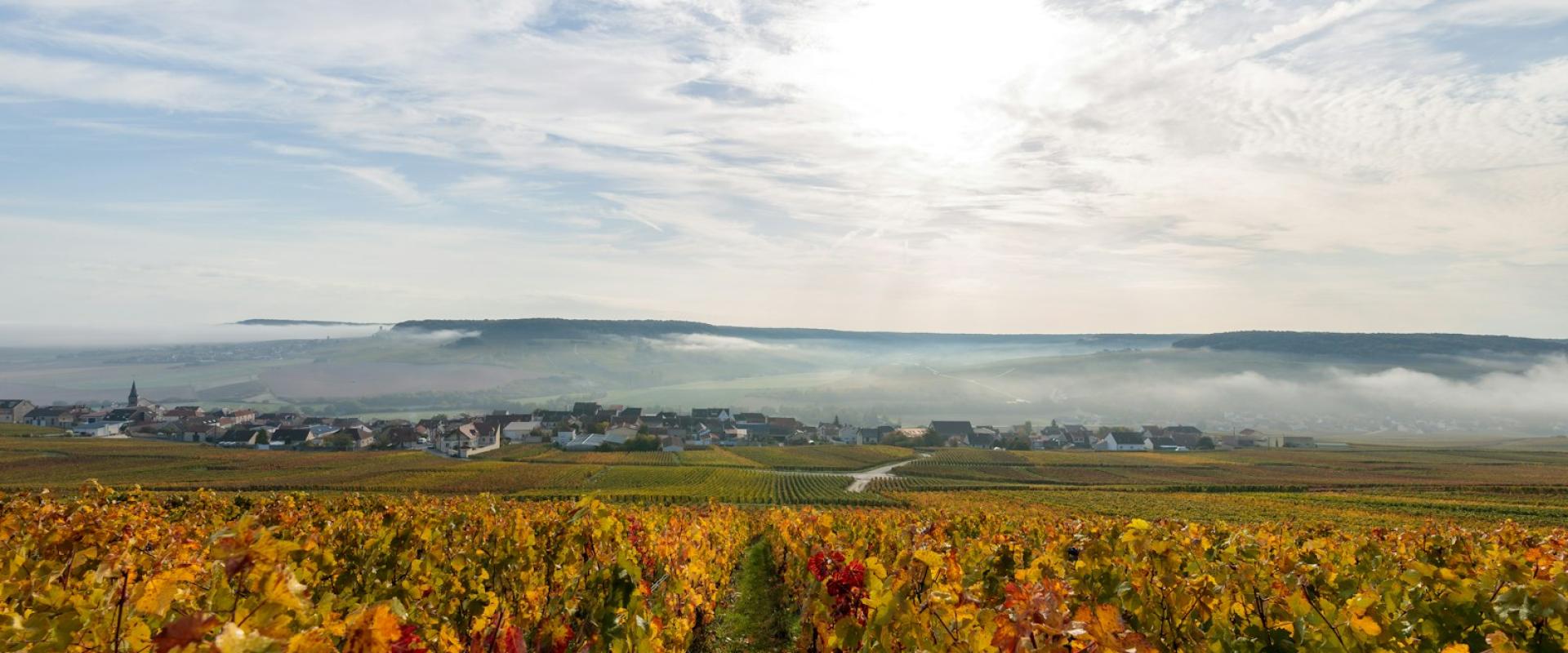 Autumn Foliage in Burgundy