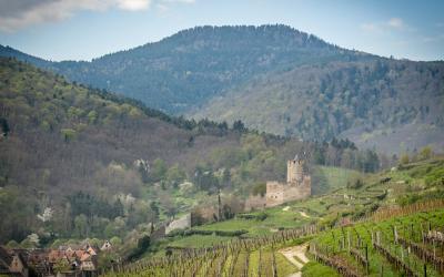 A stone castle ruin situated on a hillside overlooking terraced vineyards, with a forested mountain in the background and a small village visible in the lower left.