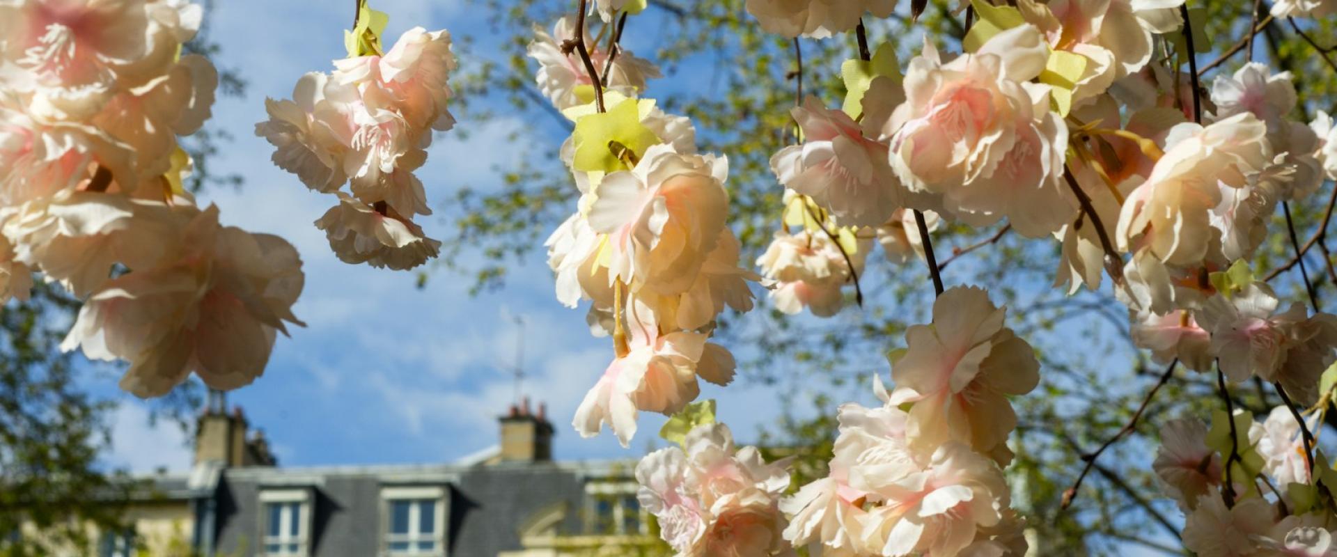 Spring Blossoms in Auxerre