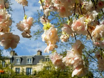 Spring Blossoms in Auxerre