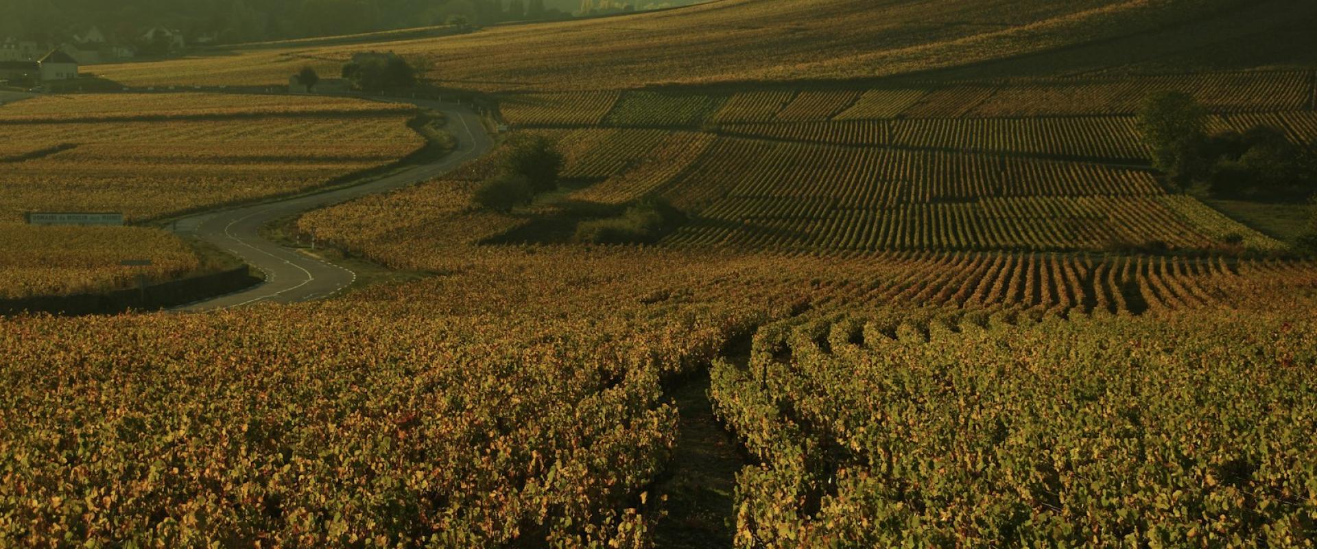 Chasing the Harvest
