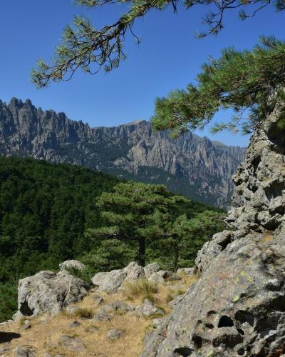 Rocky foreground with pine trees and mountain range.