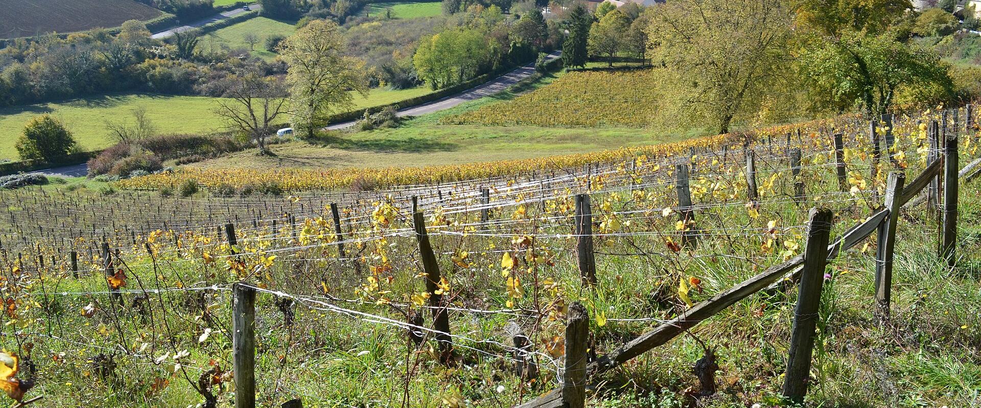 Vignobles de Vézelay