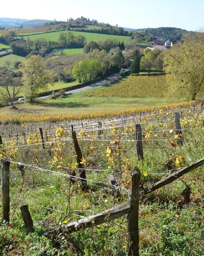 A landscape photograph showing rows of grapevines with yellowing leaves in the foreground, a wooden fence, and rolling green hills with scattered houses and trees in the background under a clear sky.