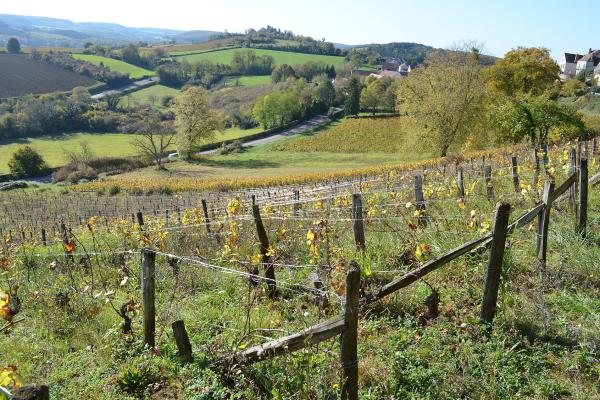 Vignobles de Vézelay