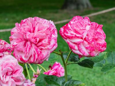 The image shows two large, fully bloomed pink and white variegated roses with water droplets on their petals, set against a blurred green lawn background.