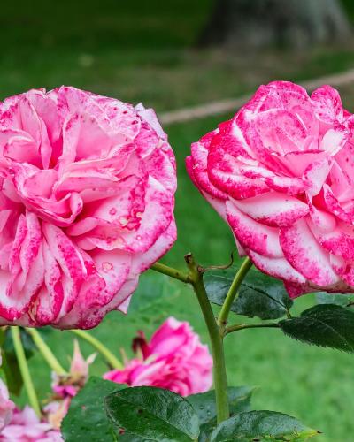 The image shows two large, fully bloomed pink and white variegated roses with water droplets on their petals, set against a blurred green lawn background.