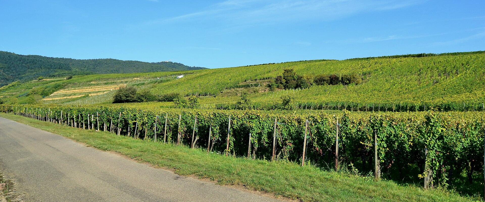 Vineyard Trails (Route des Vins d'Alsace)