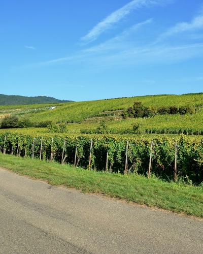 Eguisheim, Pfersigberg