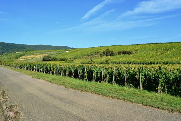 Vineyard Trails (Route des Vins d'Alsace)