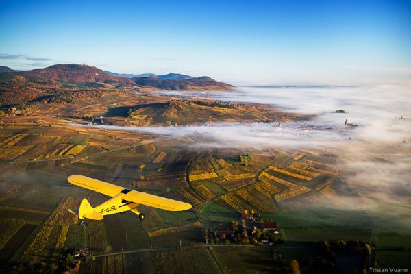 Vignobles d'Alsace (Alsatian Vineyards)