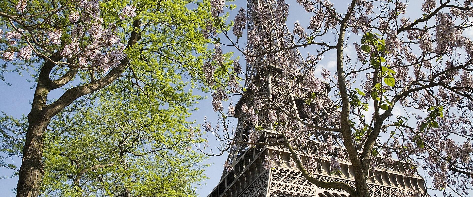 A low-angle view of the Eiffel Tower in Paris, framed by blooming lilac trees and fresh green foliage against a blue sky.