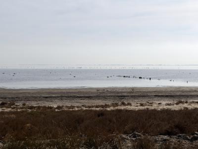 A wide, flat wetland landscape featuring a large body of water (étang) with numerous birds, likely flamingos, in the distance, bordered by marshy vegetation and a muddy shoreline under an overcast sky.