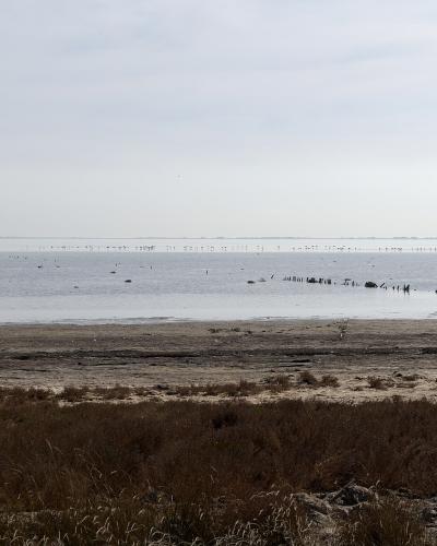 A wide, flat wetland landscape featuring a large body of water (étang) with numerous birds, likely flamingos, in the distance, bordered by marshy vegetation and a muddy shoreline under an overcast sky.