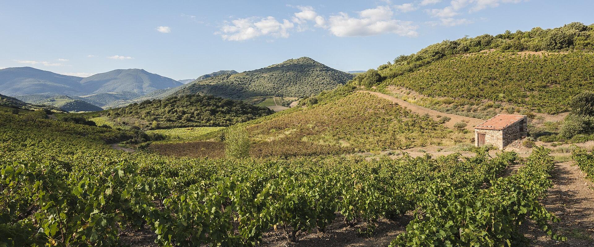 A landscape photograph showing rows of grapevines in the foreground, rolling green hills, a small stone building with a terracotta roof on the right, and distant mountains under a partly cloudy sky.