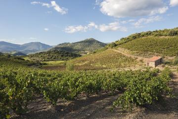 Vineyards