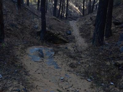 A dirt and rock hiking trail winding through a dense forest of tall, thin coniferous trees with dry, needle-covered ground.