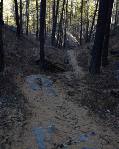 A dirt and rock hiking trail winding through a dense forest of tall, thin coniferous trees with dry, needle-covered ground.