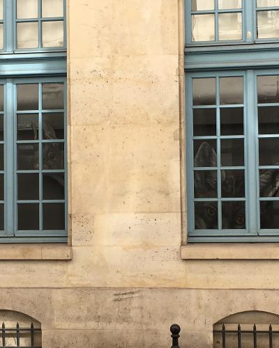 A close-up of the exterior facade of a building featuring two tall, blue-framed windows with grid panes, through which taxidermied animal heads (appearing to be a deer and a cat) are visible looking out.