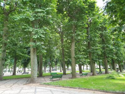 A sunlit park scene featuring rows of mature plane trees (Platanes) with green benches on paved walkways and grassy areas.