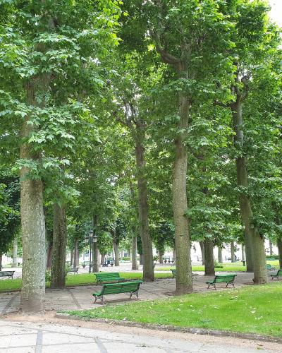 A sunlit park scene featuring rows of mature plane trees (Platanes) with green benches on paved walkways and grassy areas.