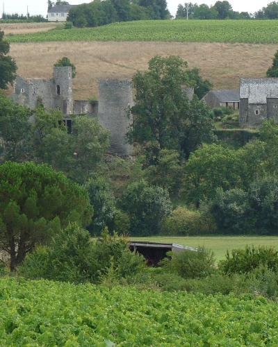 The image shows the ruins of a stone castle with towers and walls, situated on a hillside amidst dense trees and surrounded by vineyards in the foreground.