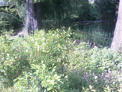A sunlit garden scene featuring dense green shrubbery in the foreground, two large tree trunks framing the view, and a small pond or stream with lily pads and reeds in the background.