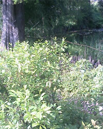 A sunlit garden scene featuring dense green shrubbery in the foreground, two large tree trunks framing the view, and a small pond or stream with lily pads and reeds in the background.
