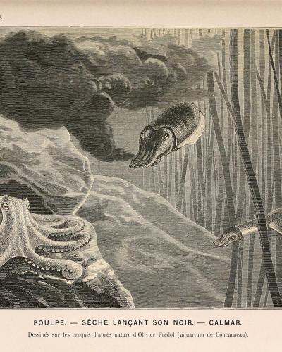 A vintage black-and-white scientific illustration depicting an octopus releasing ink, a cuttlefish, and a squid among seaweed, with text identifying the publisher as "L. HACHETTE et Cie, PARIS" and the source as "aquarium de Concarneau".