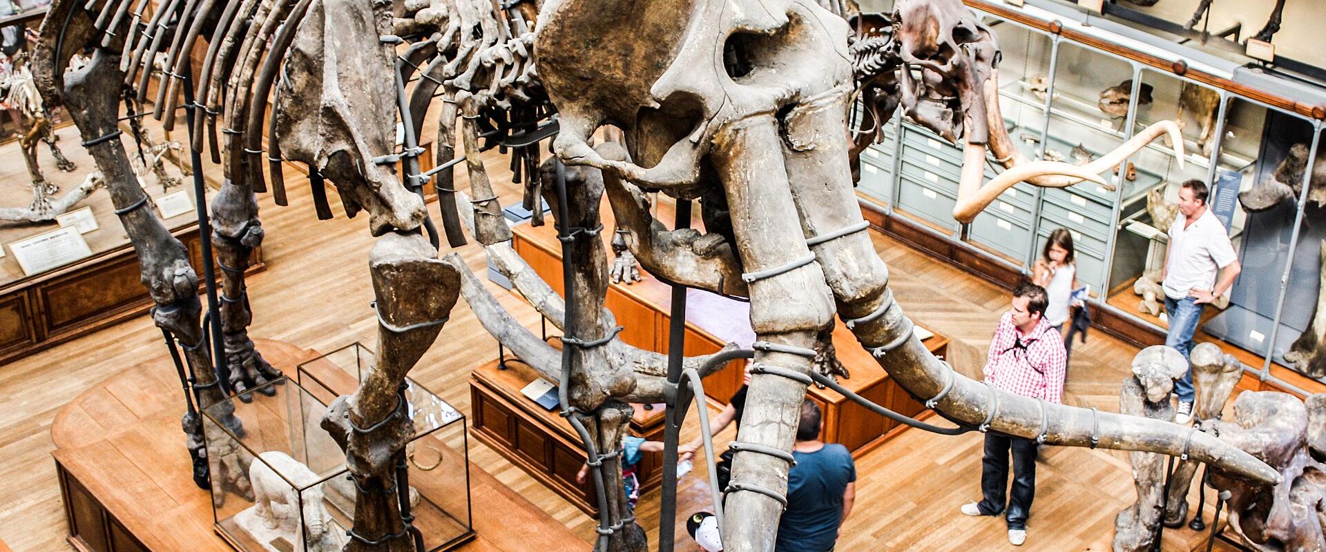 A large, mounted skeleton of a prehistoric elephant (likely a mammoth or mastodon) is displayed on a wooden platform in a museum hall with glass display cases and visitors.