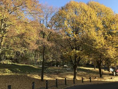 A sunlit park scene in autumn with yellow-leafed trees, fallen leaves on the ground, benches, and a paved path in the foreground; no signage or distinctive landmarks are visible.
