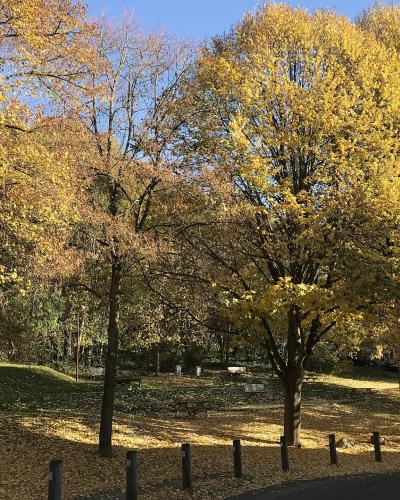 A sunlit park scene in autumn with yellow-leafed trees, fallen leaves on the ground, benches, and a paved path in the foreground; no signage or distinctive landmarks are visible.