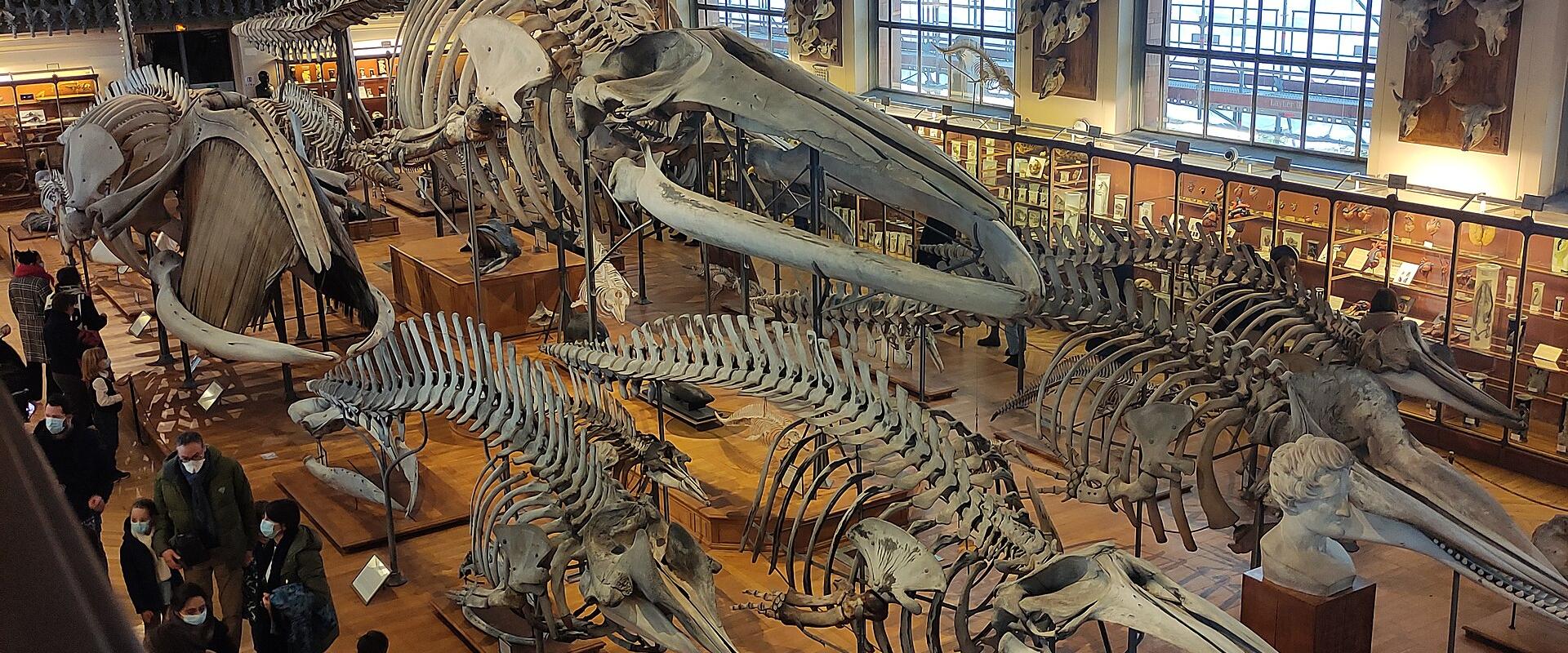 The image shows the interior of a large natural history museum hall featuring numerous whale skeletons and other marine mammal specimens on display, with visitors walking among them under high arched windows and an industrial-style ceiling.