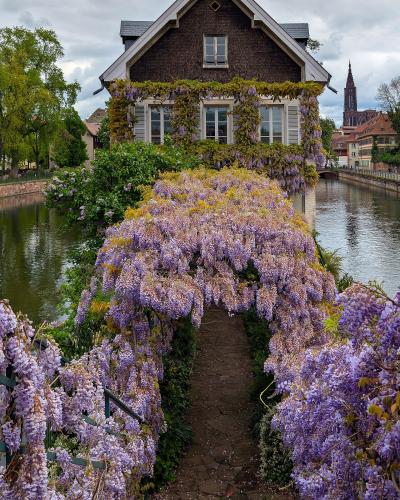 A stone staircase leading up to a house covered in blooming purple wisteria, with a canal on either side and a cathedral spire visible in the background.