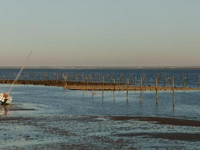 A low-tide scene in a coastal basin showing a beached sailboat on the left and extensive wooden stakes (oyster beds) stretching across the water, with a distant shoreline under a clear sky.