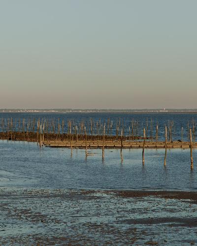 A low-tide scene in a coastal basin showing a beached sailboat on the left and extensive wooden stakes (oyster beds) stretching across the water, with a distant shoreline under a clear sky.