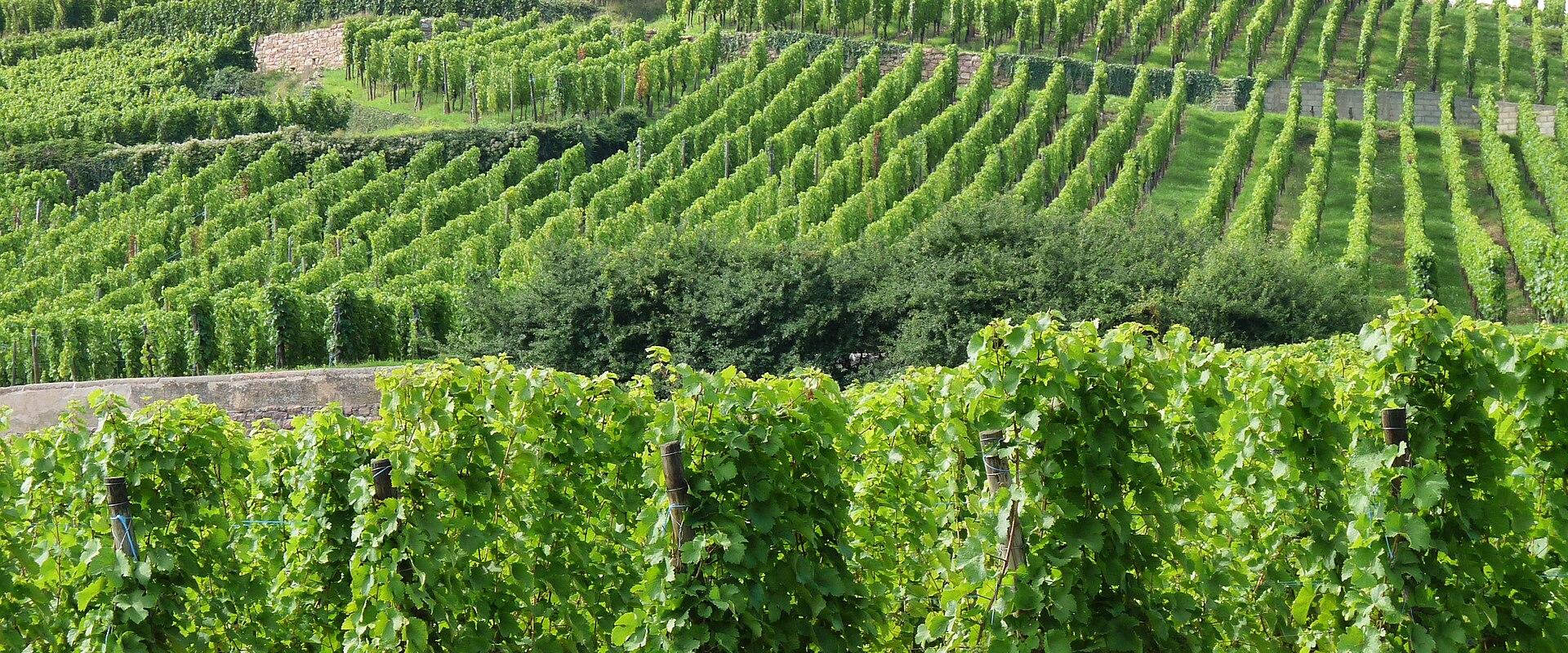 Vineyards of Ribeauvillé