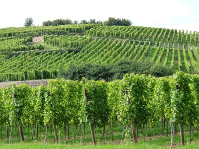 A landscape photograph showing rows of green grapevines planted on a steep, terraced hillside under a bright sky.