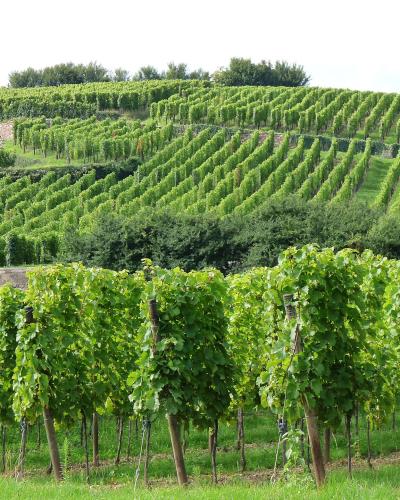 A landscape photograph showing rows of green grapevines planted on a steep, terraced hillside under a bright sky.