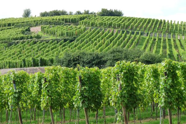 Vineyards of Ribeauvillé