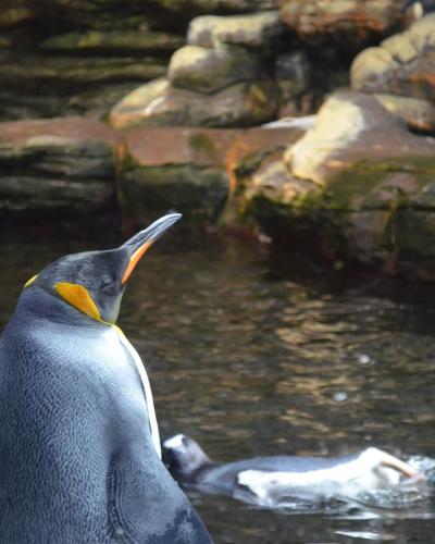 A close-up of a king penguin standing in water with rocky habitat features, another penguin swimming nearby, and a third penguin visible in the background on a rock ledge.