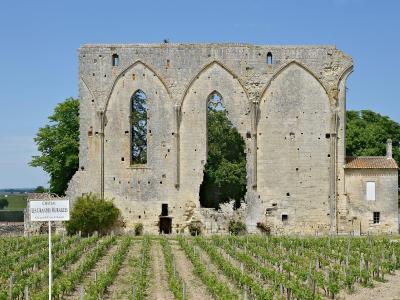 A stone ruin with three large Gothic arches stands behind rows of grapevines, with a sign in the foreground reading "CHATEAU LES GRANDES MURAILLES Grand Cru Classé".