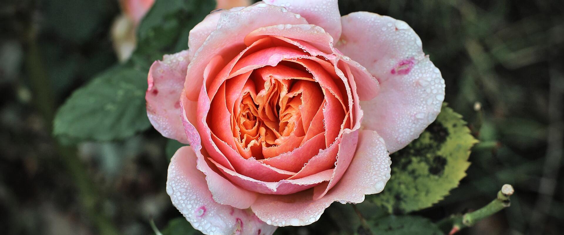 A close-up photograph of a pink and orange rose with water droplets on its petals, set against a blurred background of green foliage.