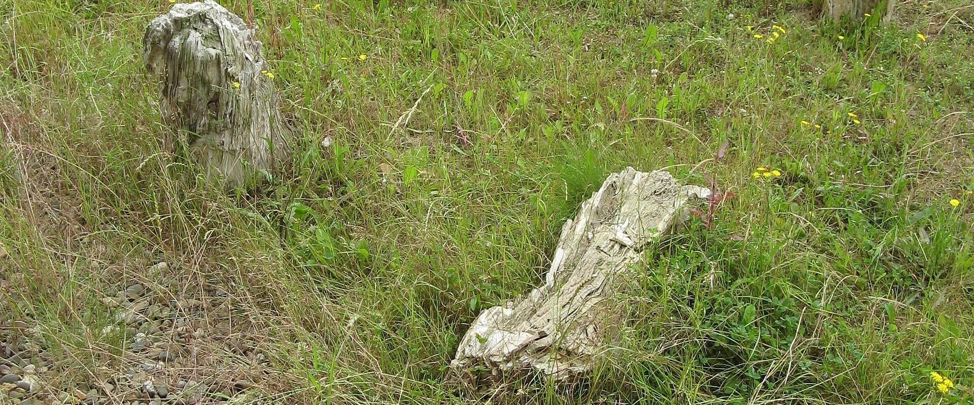 The image shows several weathered, upright tree stumps or petrified wood fragments emerging from a grassy field with small yellow wildflowers and a gravel path on the left.