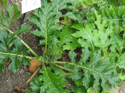 A close-up of a green leafy plant with large, deeply lobed leaves growing in soil, accompanied by a white identification label reading "Acanthus mollis L." and other botanical text.